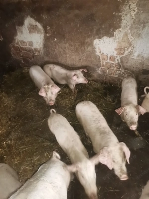 Godini purcei de vanzare - imagine 2