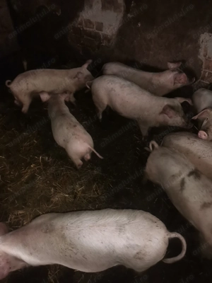 Godini purcei de vanzare - imagine 3