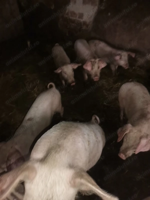 Godini purcei de vanzare - imagine 4