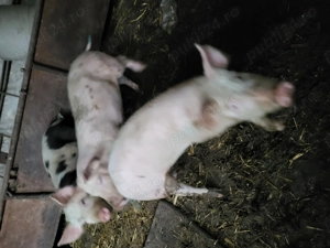 Porci,purcei disponibili