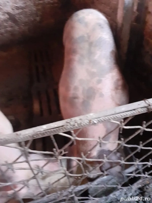 Porci de craciun 120-140 kg - imagine 4