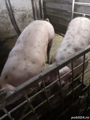 Porci de craciun 120-140 kg - imagine 5