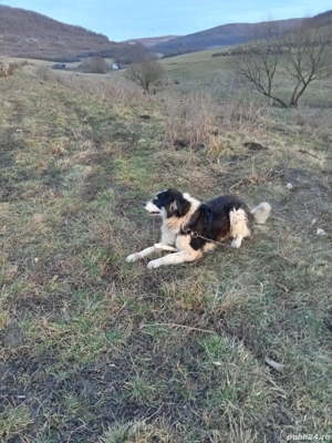 vand femela ciobanesca garantata la stana 