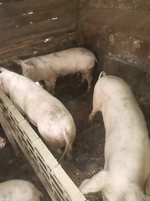 Porci pentru sacrificat  - imagine 2