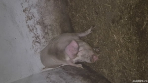 vand porc. - imagine 3