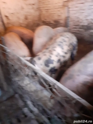 Porci de craciun 120-140 kg - imagine 2