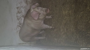 vand porc. - imagine 2