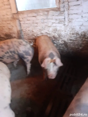 Porci de craciun 120-140 kg - imagine 3