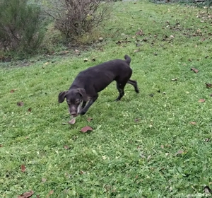 Brac german cu pedigree