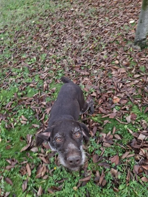 Brac german cu pedigree - imagine 5