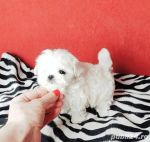 Bichon Maltez Mini Toy  - imagine 3