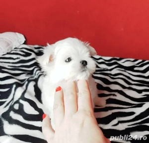 Bichon Maltez Mini Toy 
