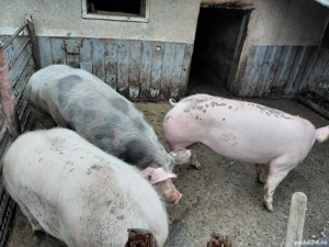 porci de vanzare