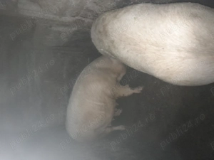 Purcea de vinzare  - imagine 2