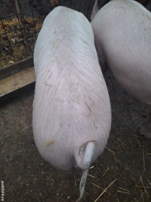 Porc de vanzare  - imagine 3