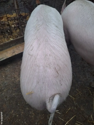 Porc de vanzare  - imagine 2