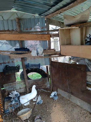 De vinzare  porunbei  - imagine 2