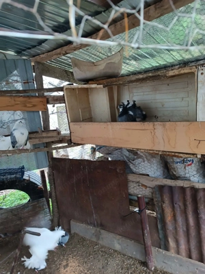 De vinzare  porunbei 