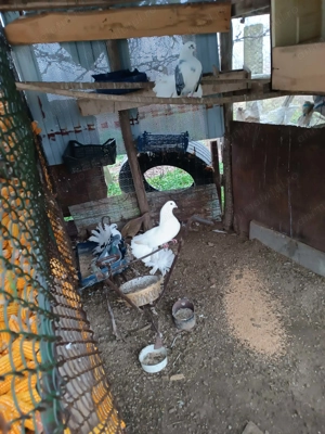 De vinzare  porunbei  - imagine 3