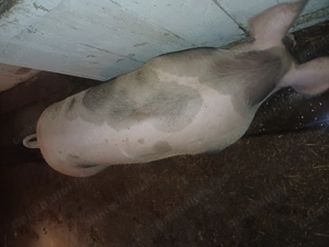 Vand porc  - imagine 2