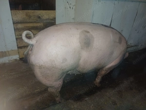 Vand porc  - imagine 4