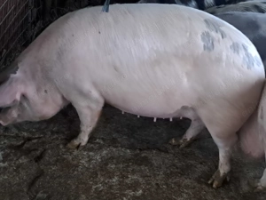 Vând porci 60-300 kg