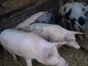Vând porci 60-300 kg - imagine 2