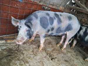 Vând porci 60-300 kg - imagine 4