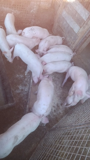 Vând șoldani crescuți bio de purcei mici - imagine 3