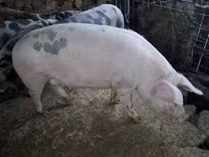 Vând porci 60-300 kg - imagine 3