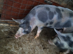 Vând porci 60-300 kg - imagine 5