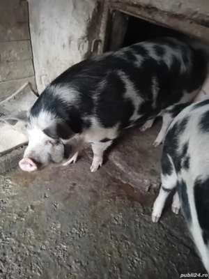 Porci grasi de vanzare  - imagine 2