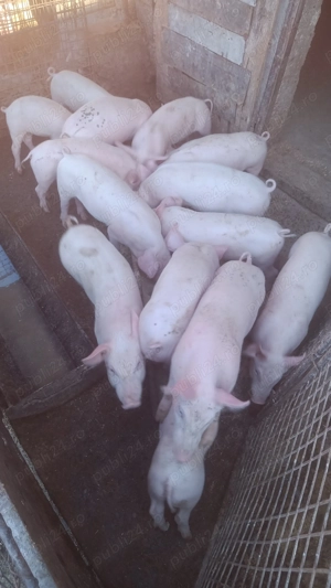 Vând șoldani crescuți bio de purcei mici - imagine 4