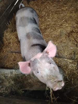 Rasă carne  - imagine 2