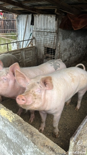 Vand porci de casa - imagine 3