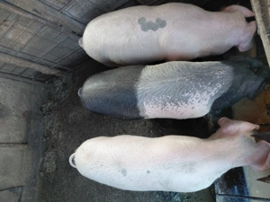 Soldani 50 kg, foarte mancaciosi