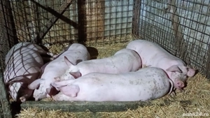 Vand porci  - imagine 2