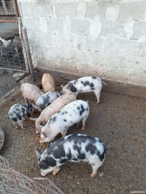 Purcei de vanzare - imagine 2