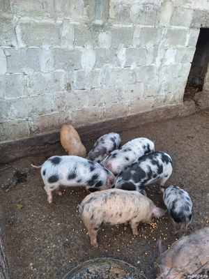 Purcei de vanzare - imagine 3