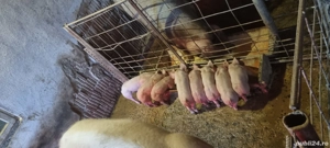 Scroafă de vânzare Landrace - imagine 5