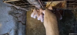 Scroafă de vânzare Landrace - imagine 4
