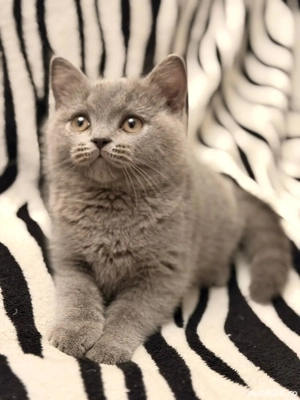 Un baiețel superb. - imagine 2