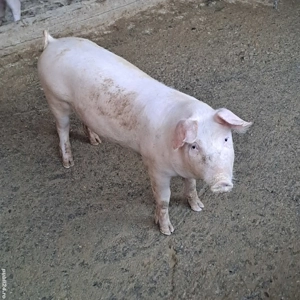 Vand grasuni Landrace - imagine 3