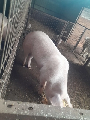 porci de carne pentru masa de Crăciun  - imagine 2