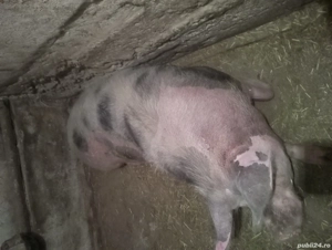 Vând porci - imagine 3