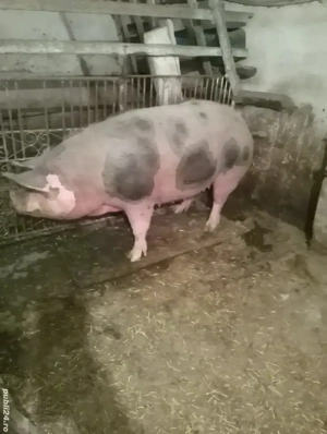 Vând porci - imagine 2