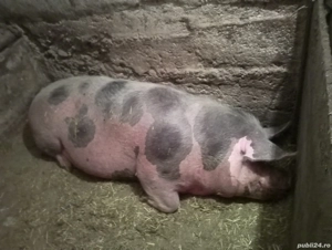 Vând porci - imagine 4