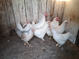 Vand gaini pitice - imagine 2