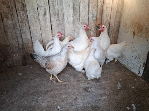 Vand gaini pitice - imagine 3