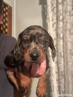 Baiat Teckel Arlechin 